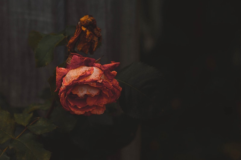 Rose der symboliserer dødsangst 